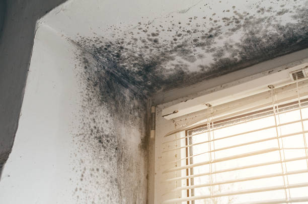 Affordable Mold Remediation solutions in Palmer Lake, CO